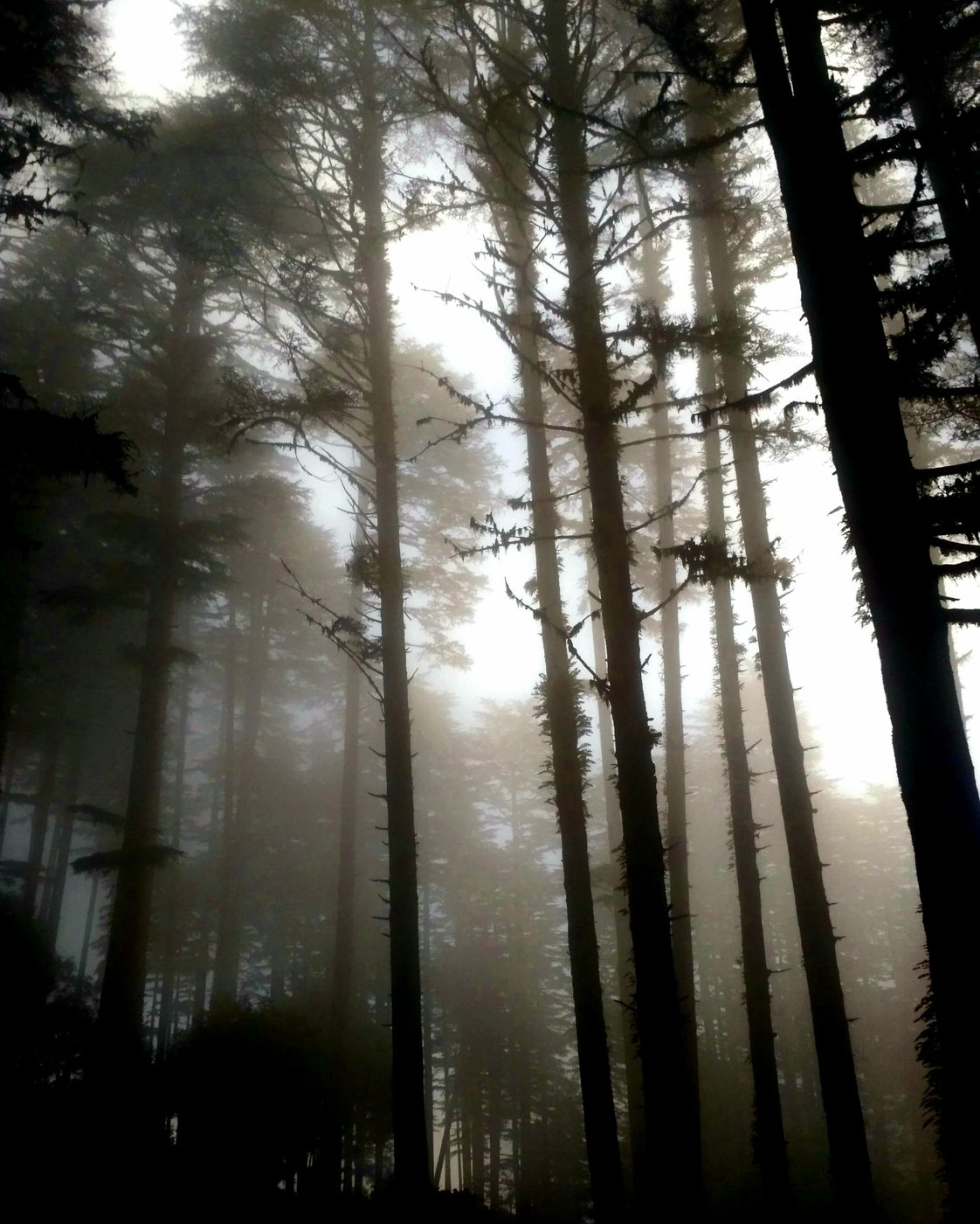 Bosque de pinheiros na neblina